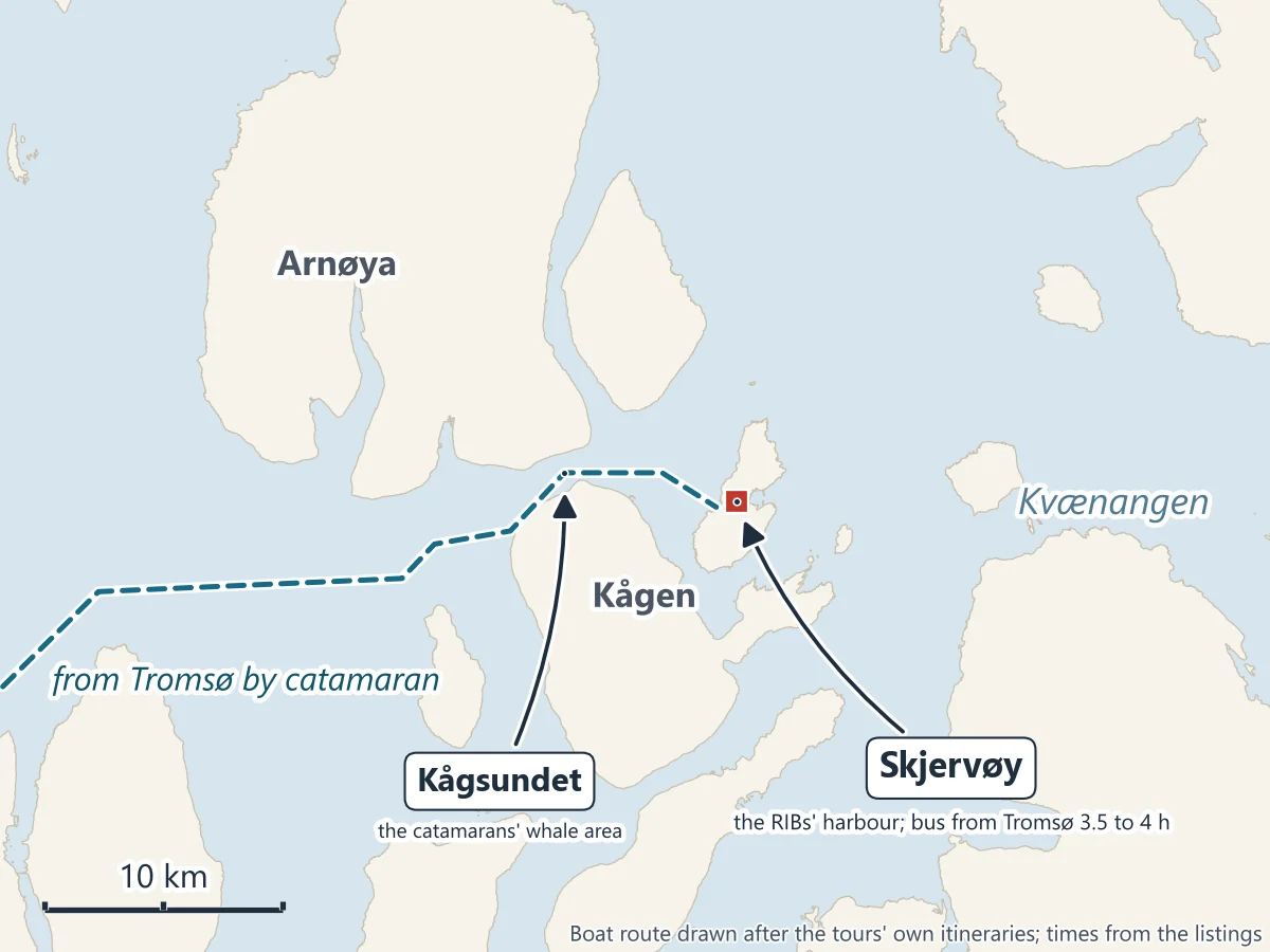 Map of the whale area near Skjervøy: the catamarans' route from Tromsø coming in from the west and through Kågsundet between Arnøya and Kågen, Skjervøy harbour where the RIB tours start, and Kvænangen to the east